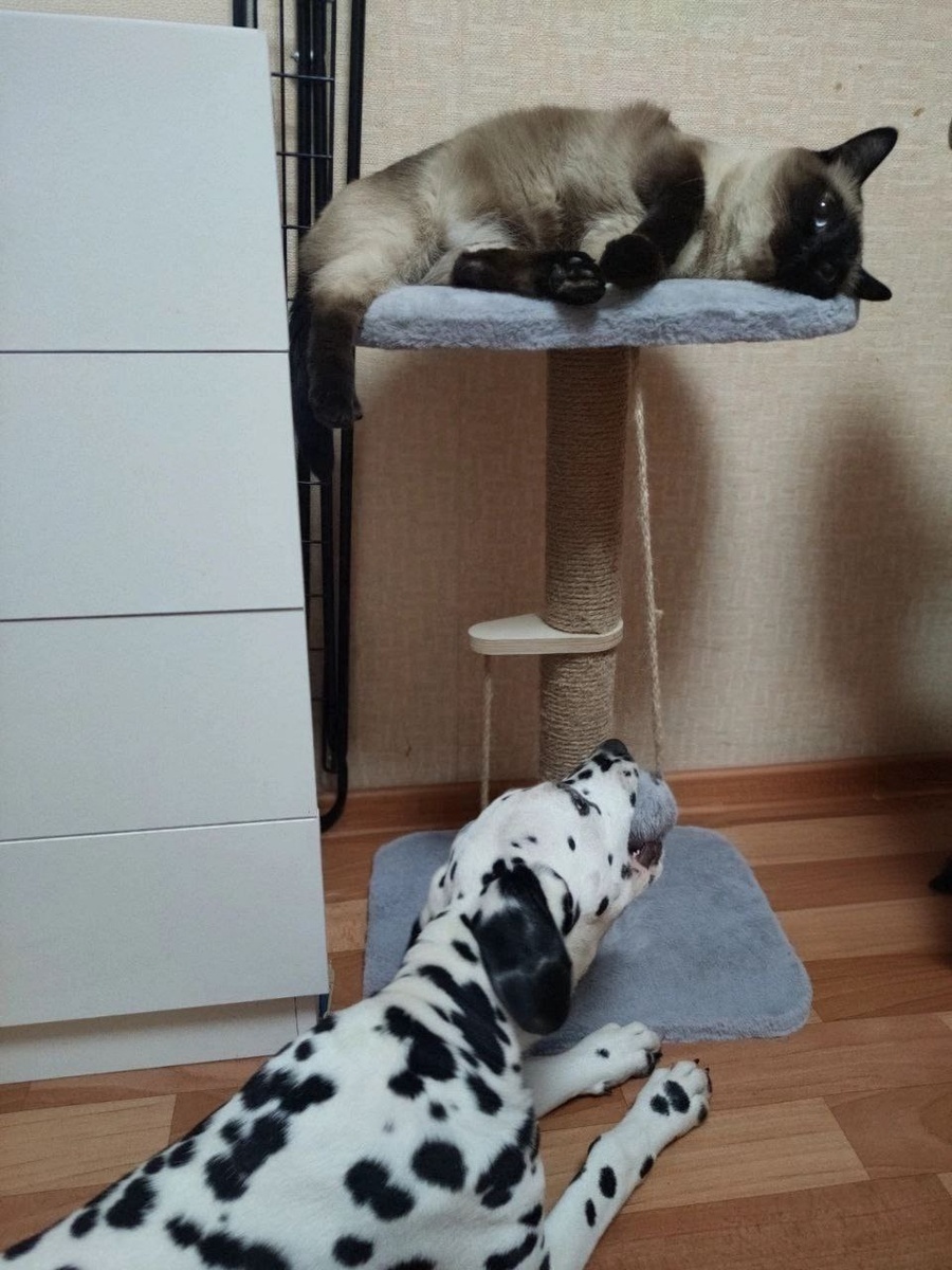 Настоящие подружки, которые делят лежанки и спят бок о бок!