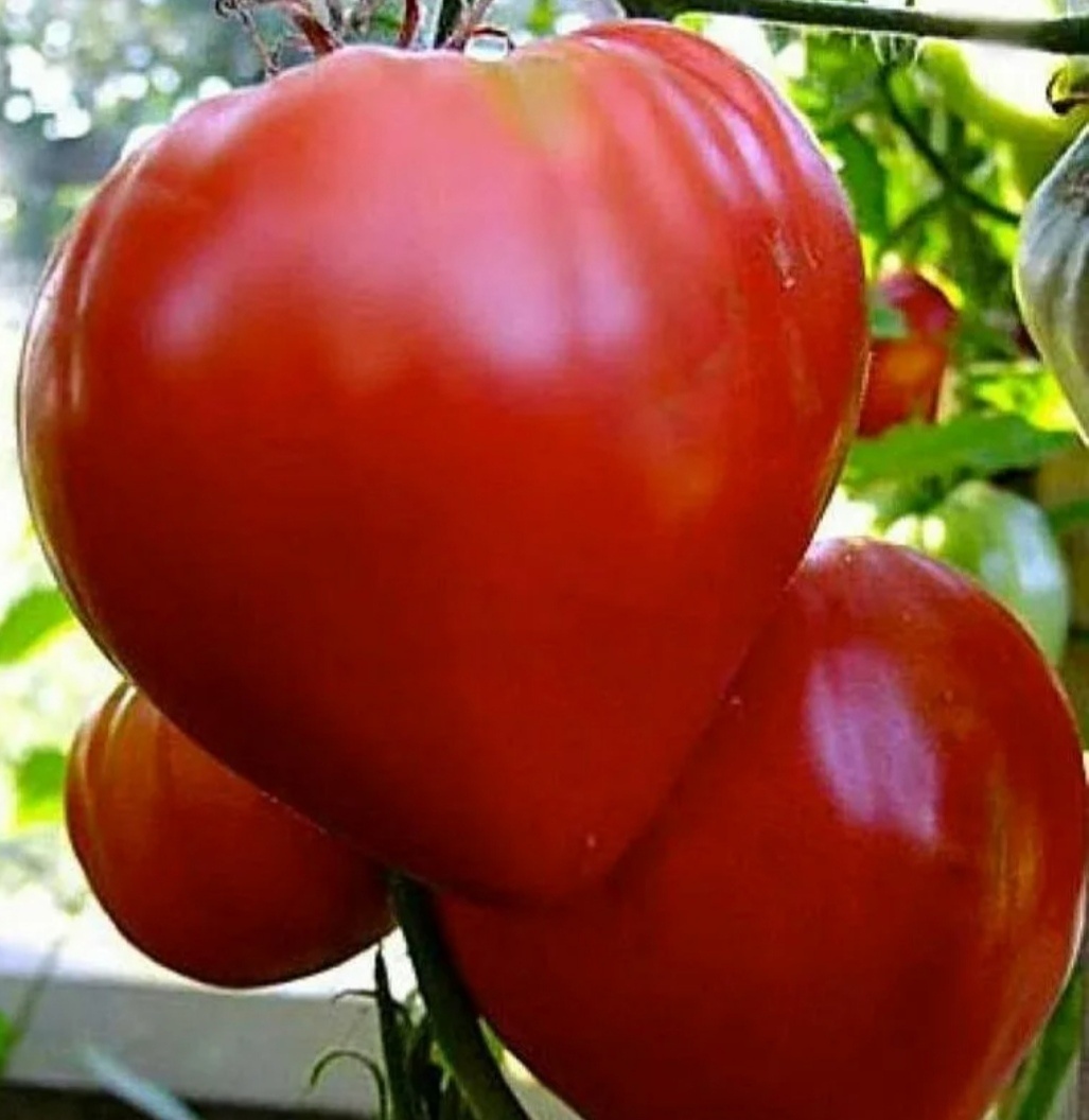 Бычье сердце