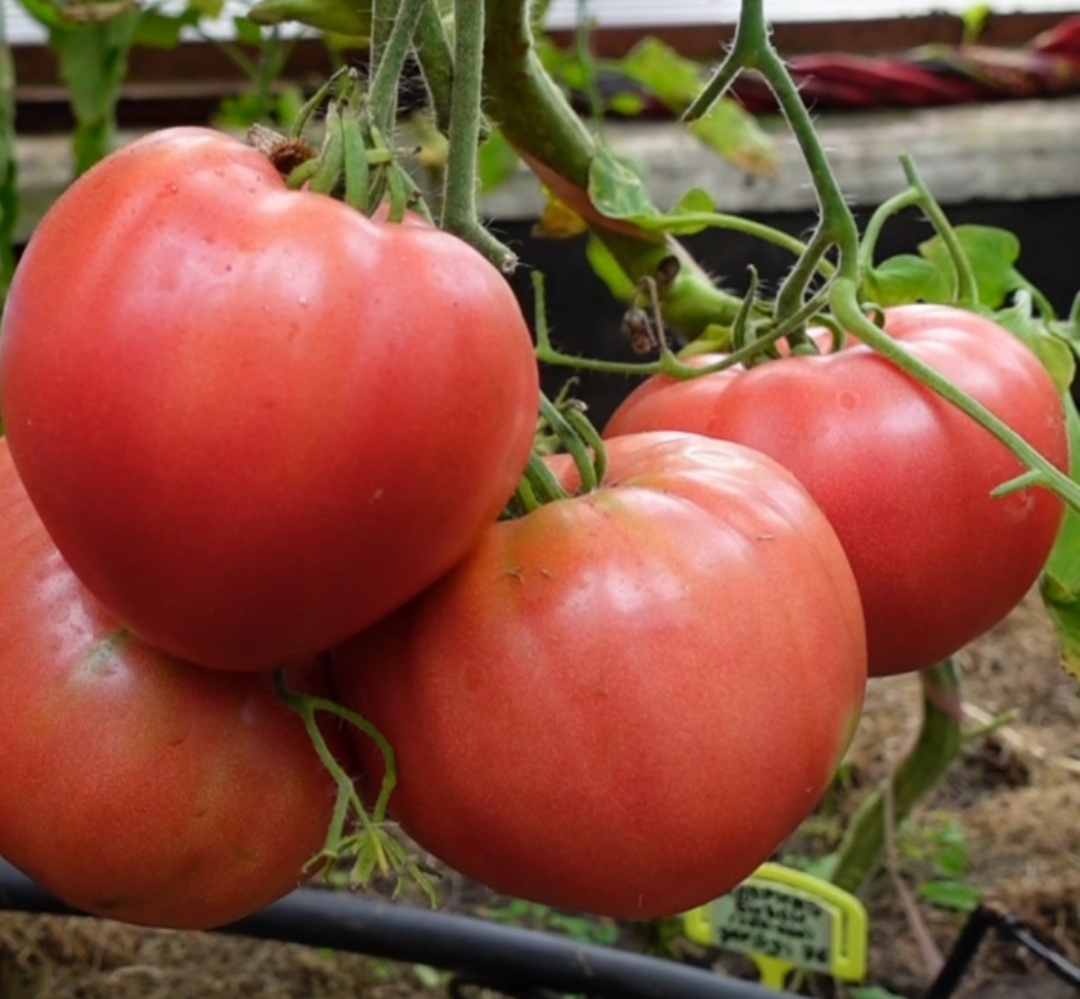 Сахарный бизон 