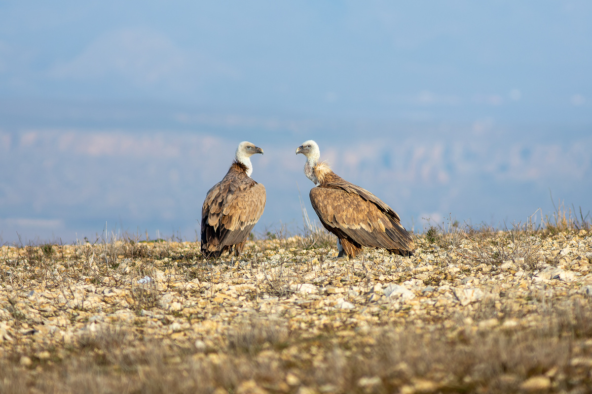 Белоголовые сипы