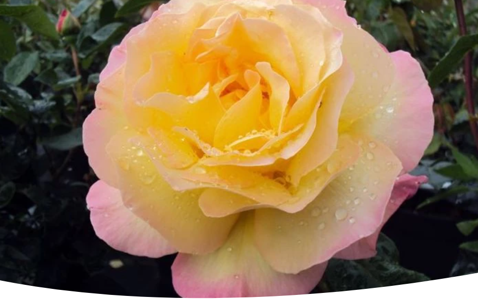 Роза сорт Глория Дэй