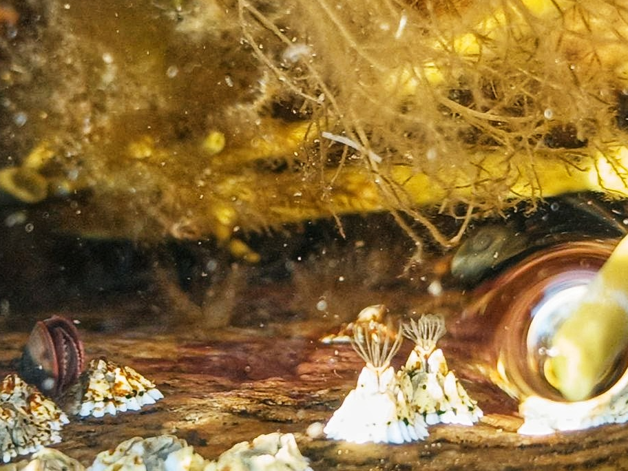 Морская фауна. Балянусы. Фото автора