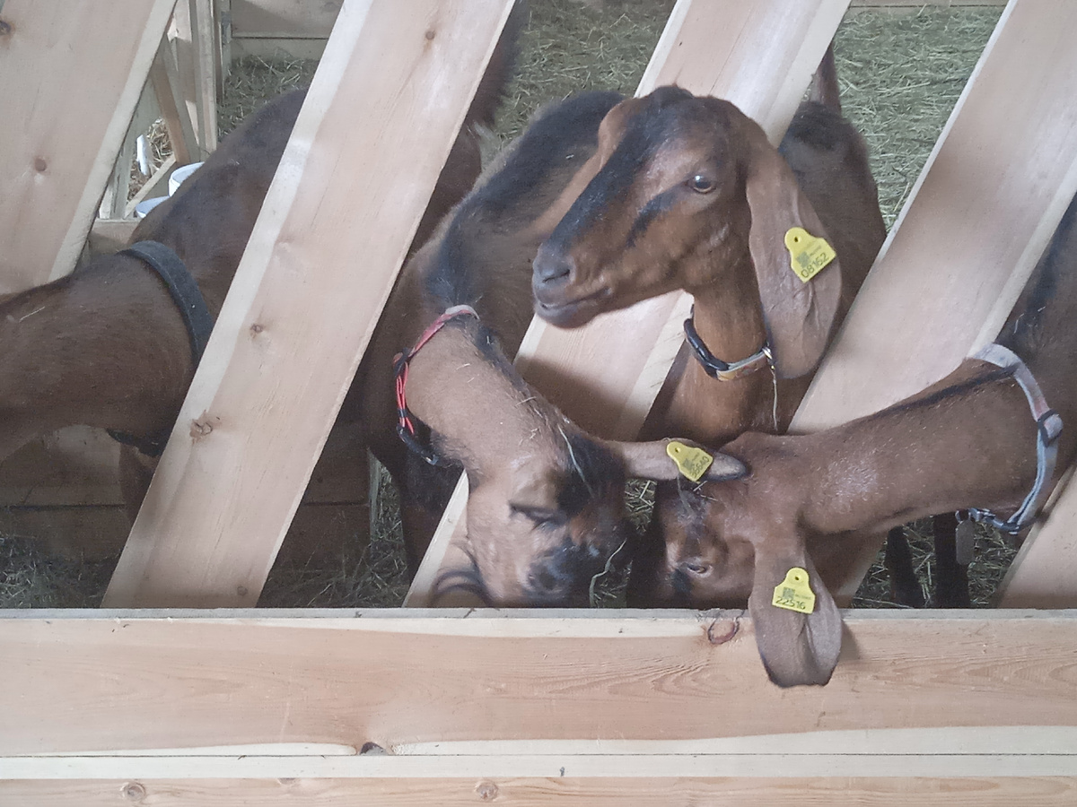 Козы. Их можно покормить ореховым деревом.  