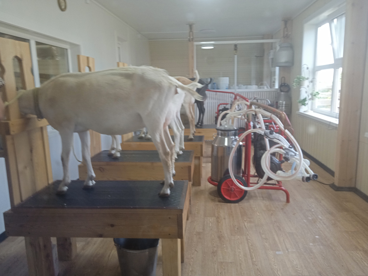 Процесс дойки коз. 