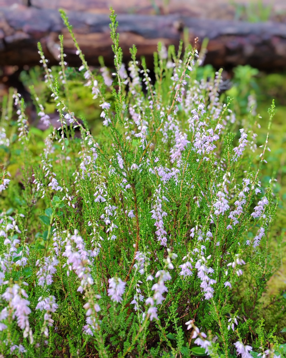 Цветёт вереск