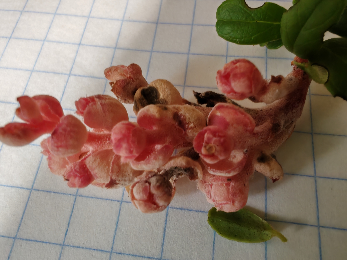 Это - брусника!