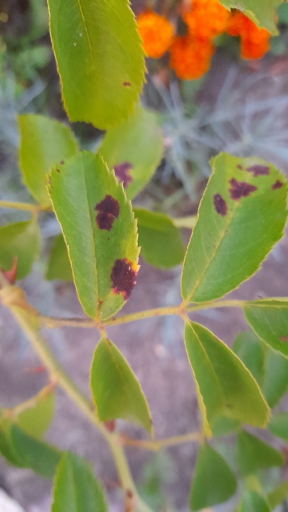 Фото автора. Август 2024г 