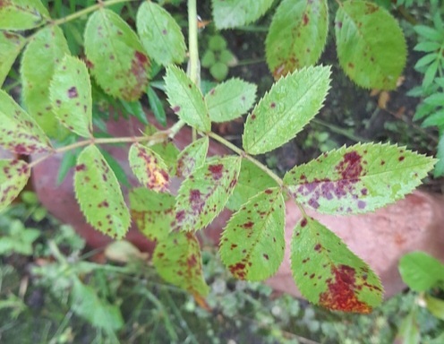 Фото автора. Август 2024г 