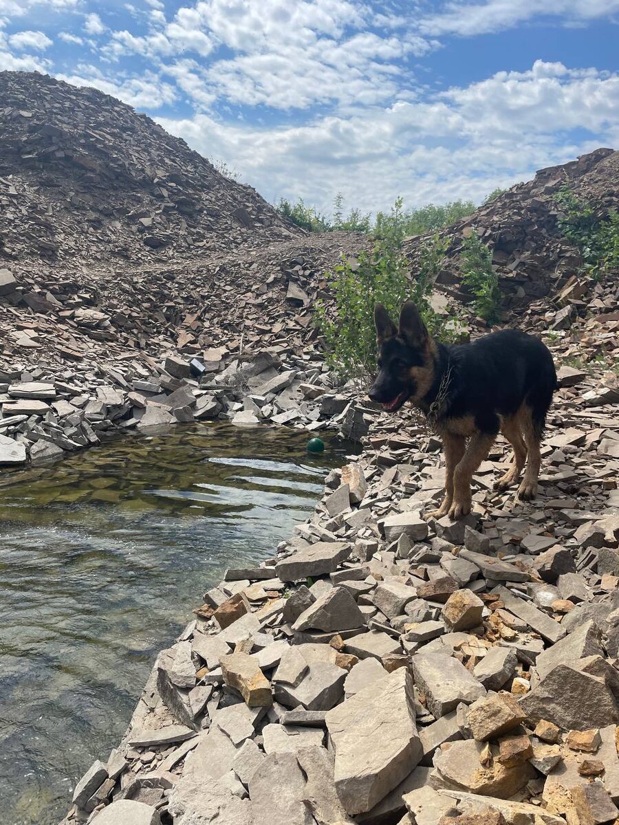 Арчи после выздоровления 