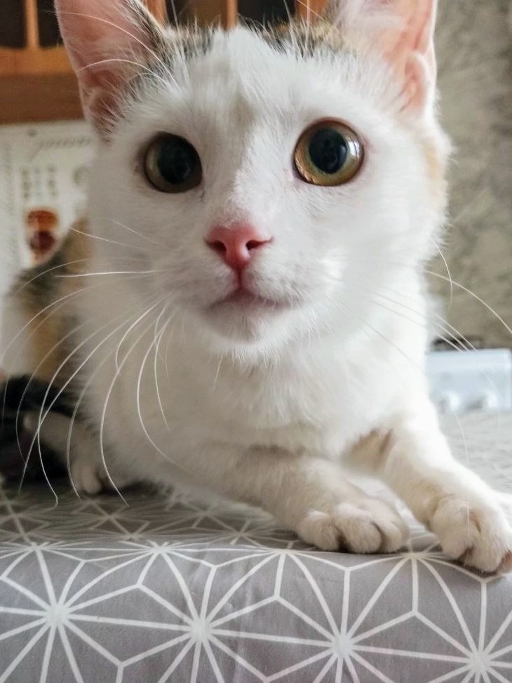 Белая мордочка и цветная челочка. Фото из архива автора