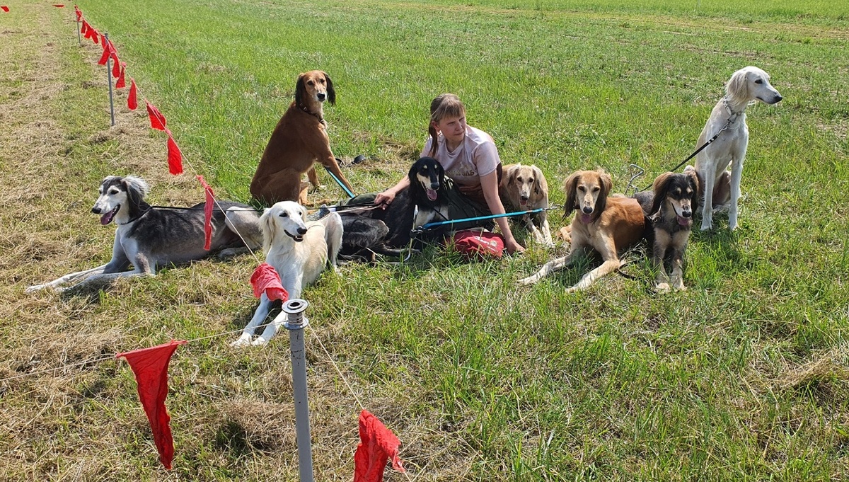 питомник борзых Тазы "СЭХРА ЭЛЬ"