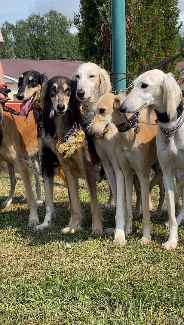 питомник борзых Тазы "СЭХРА ЭЛЬ"