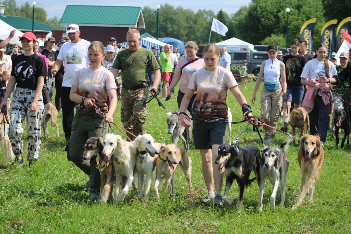 питомник борзых Тазы "СЭХРА ЭЛЬ"