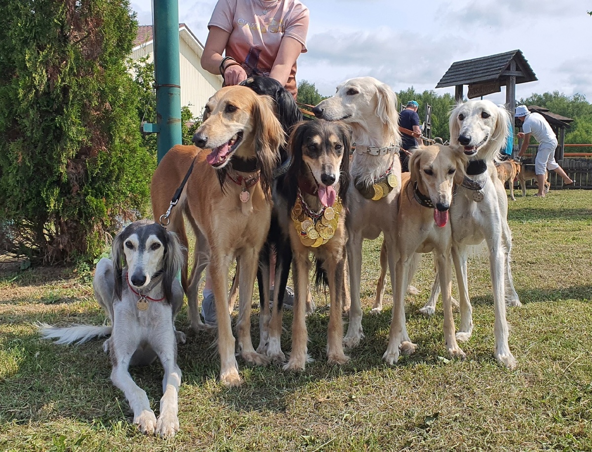 питомник борзых Тазы "СЭХРА ЭЛЬ"