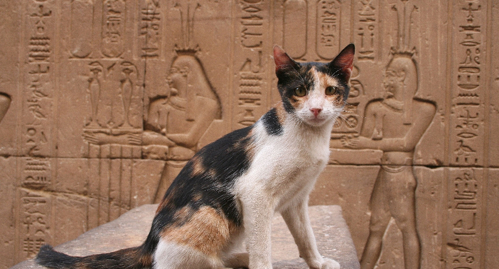 😸 Как кошки появились на свете: Кхмерская легенда