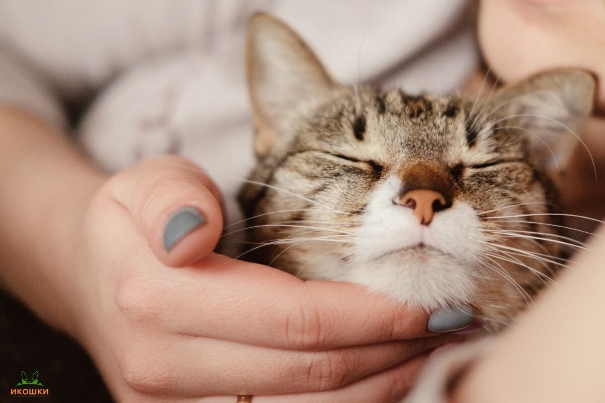 Кот мурчит