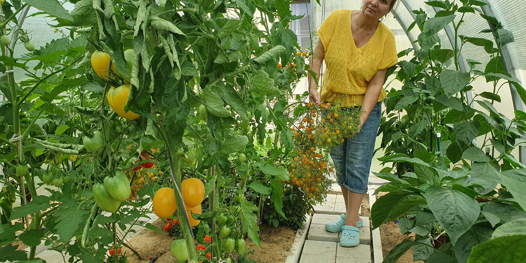 Белокрылка на участке: почему утренняя обработка — самое эффективное решение