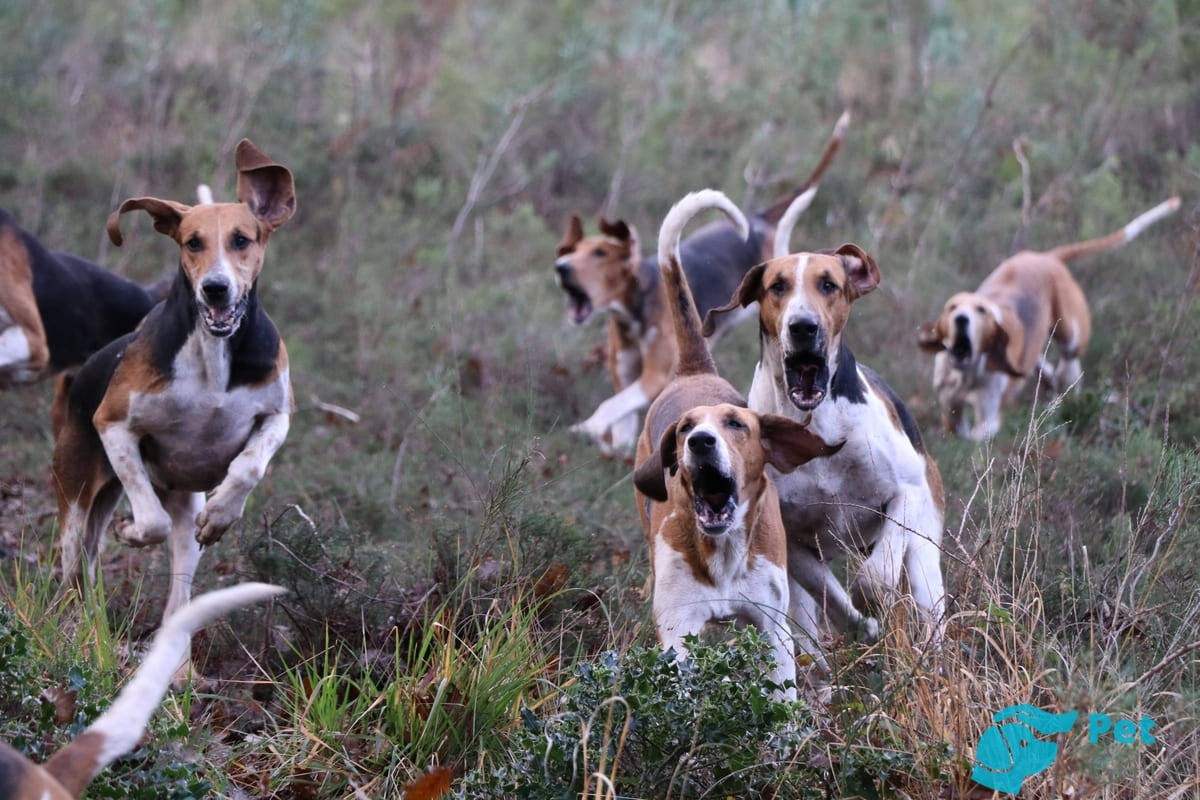 Англо-французская малая и все-все-все гончие!