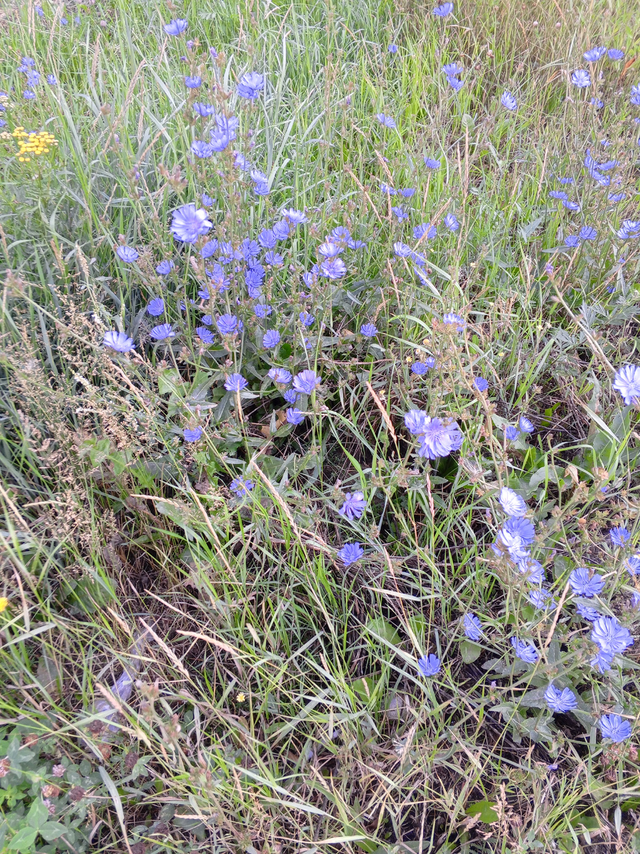 Эти синие цветы растут обычно вдоль дороги.