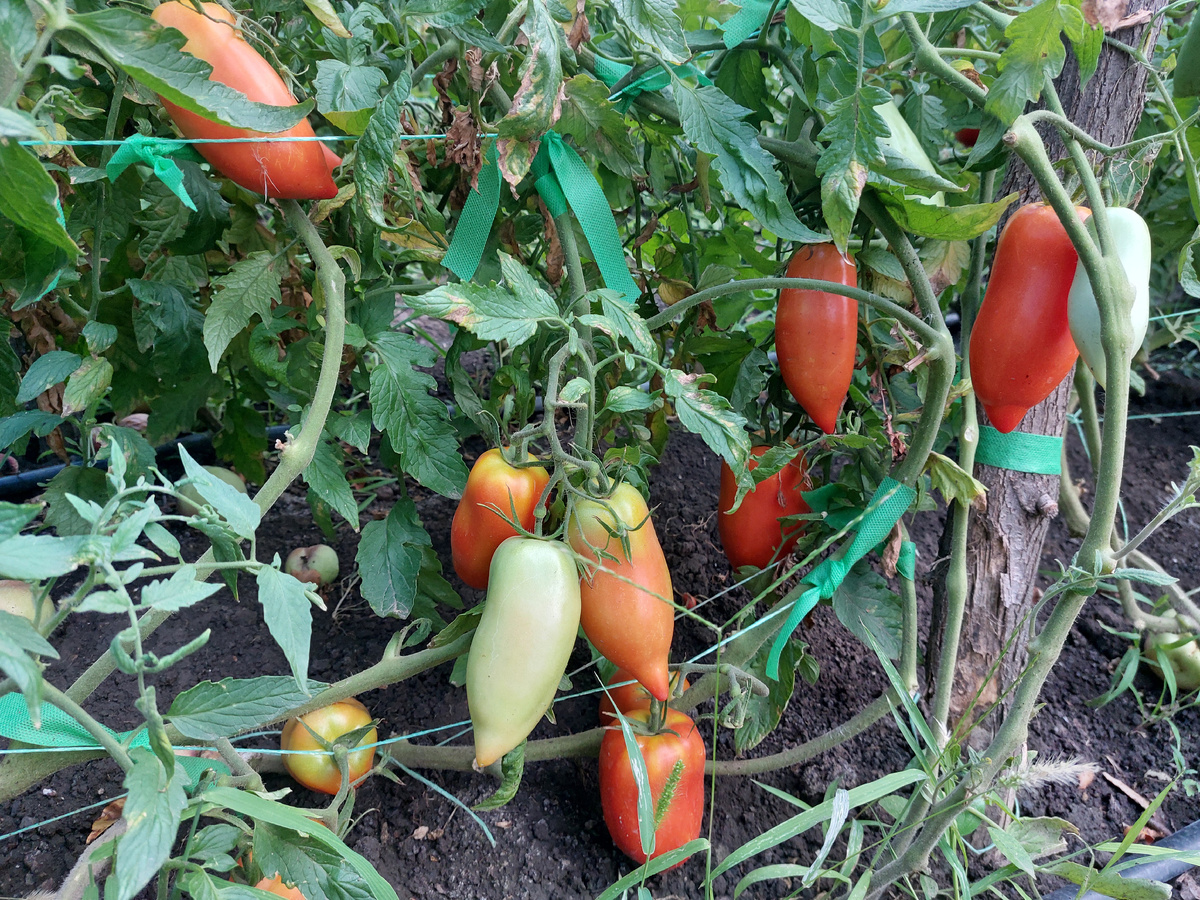 Помидоры домашние Корнебель