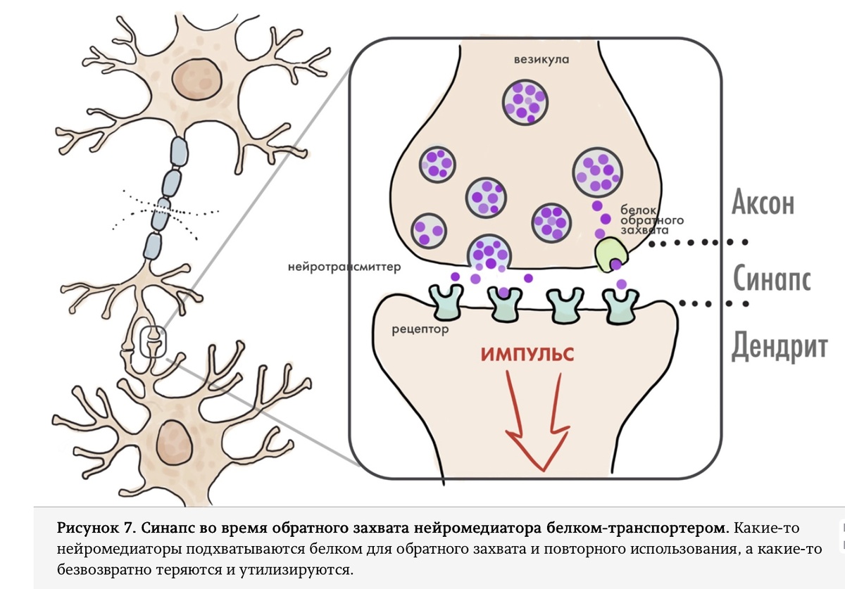 Рисунок из статьи в Биомолекуле, https://biomolecula.ru/articles/lekarstva-ot-psikhicheskikh-rasstroistv-kak-ne-soiti-s-uma-v-epokhu-sovremennoi-farmakologii