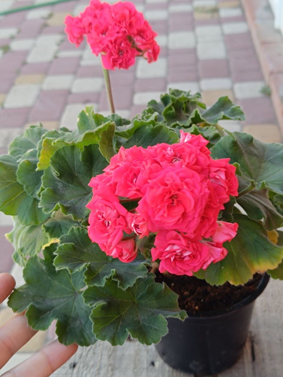 ЮГ Донские просторы