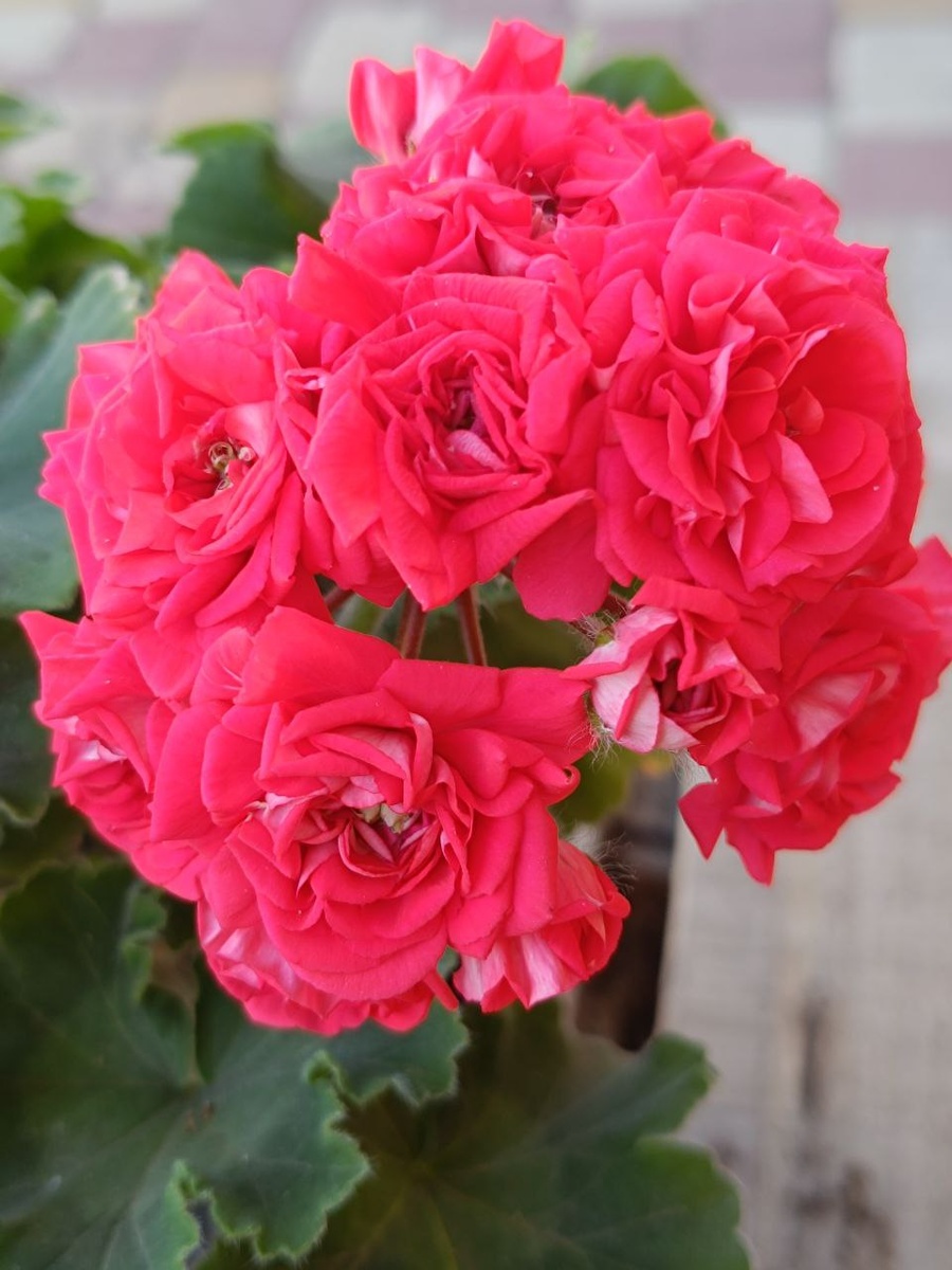 ЮГ Донские Просторы. Великолепные розы