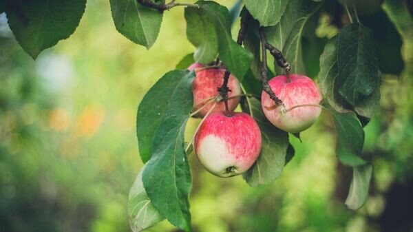    © Photo : Unplash / From Marwool