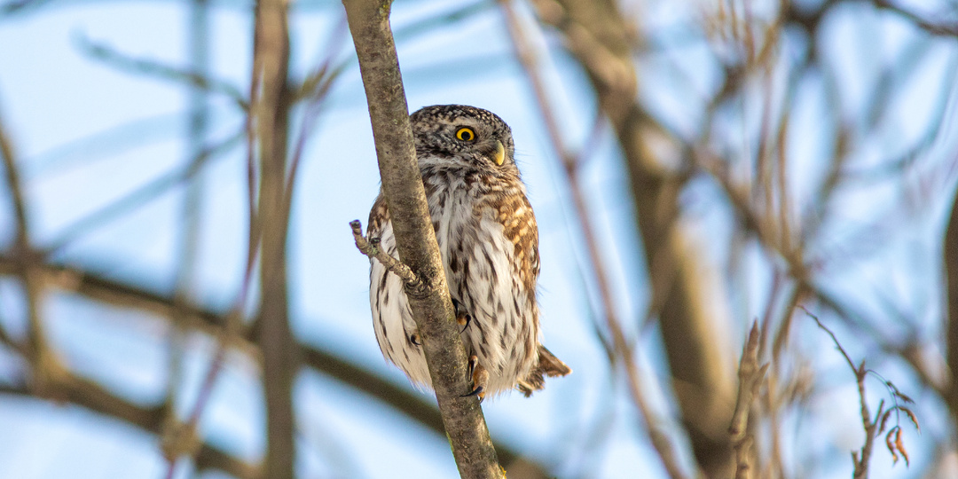 Появился чек-лист всех птиц мира AviList