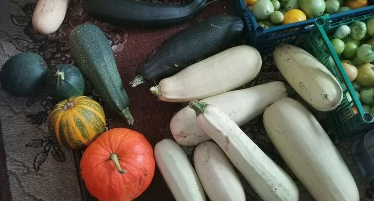    Как хранить кабачки в квартире