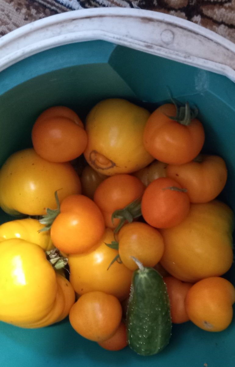 В этом году плодовитее всех оказались оранжевые разных сортов