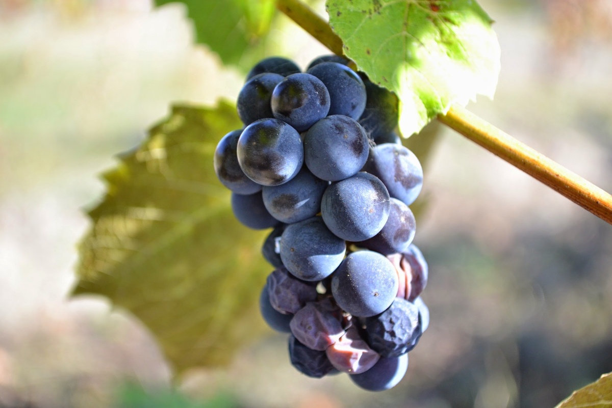 Август — период активного созревания винограда.