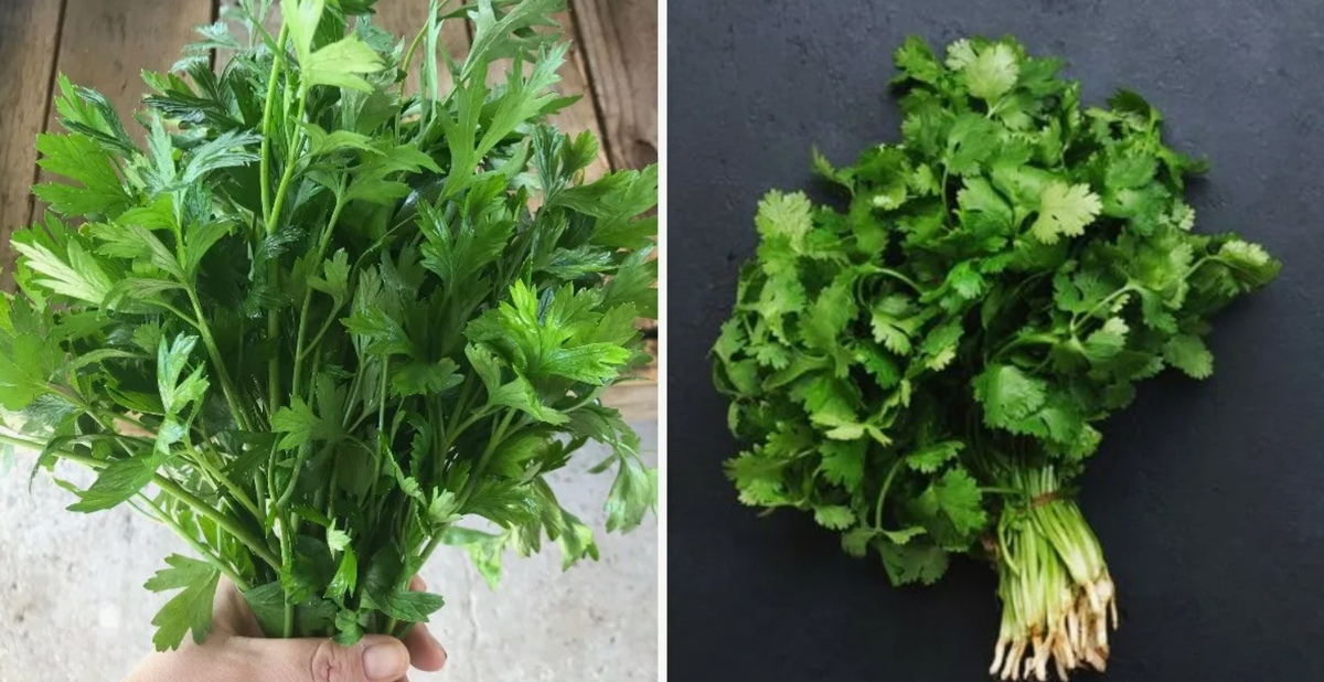 Сравним, что содержится в 100 граммах свежей зелени.