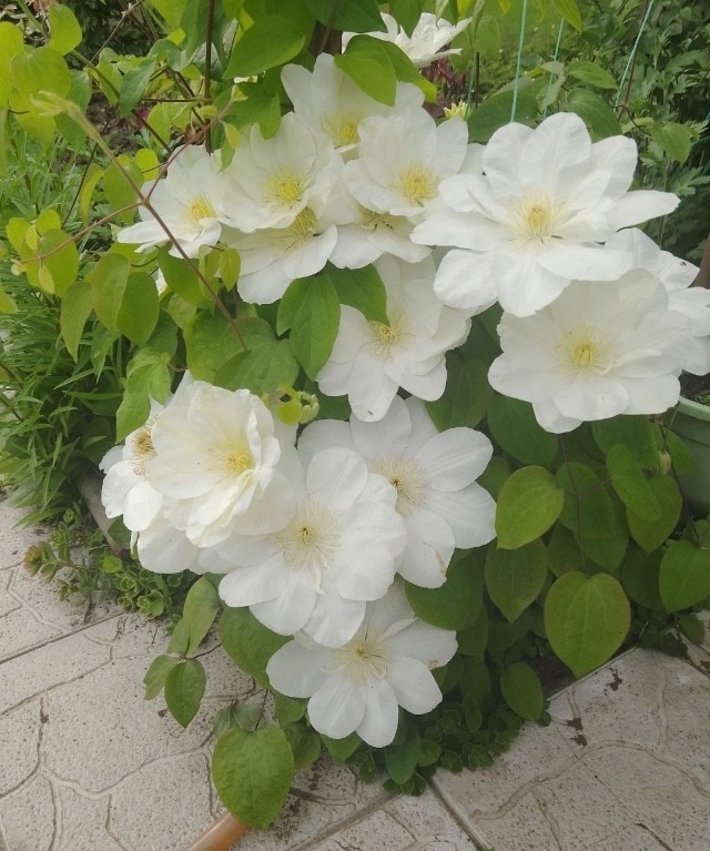 Клематис цветёт 🌸