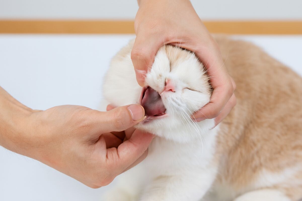 Кошке хозяин осматривает пасть 