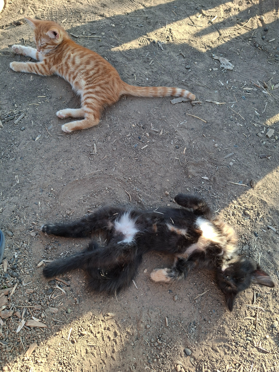 Даже  блиндажные коты  с трудом переносят жару.