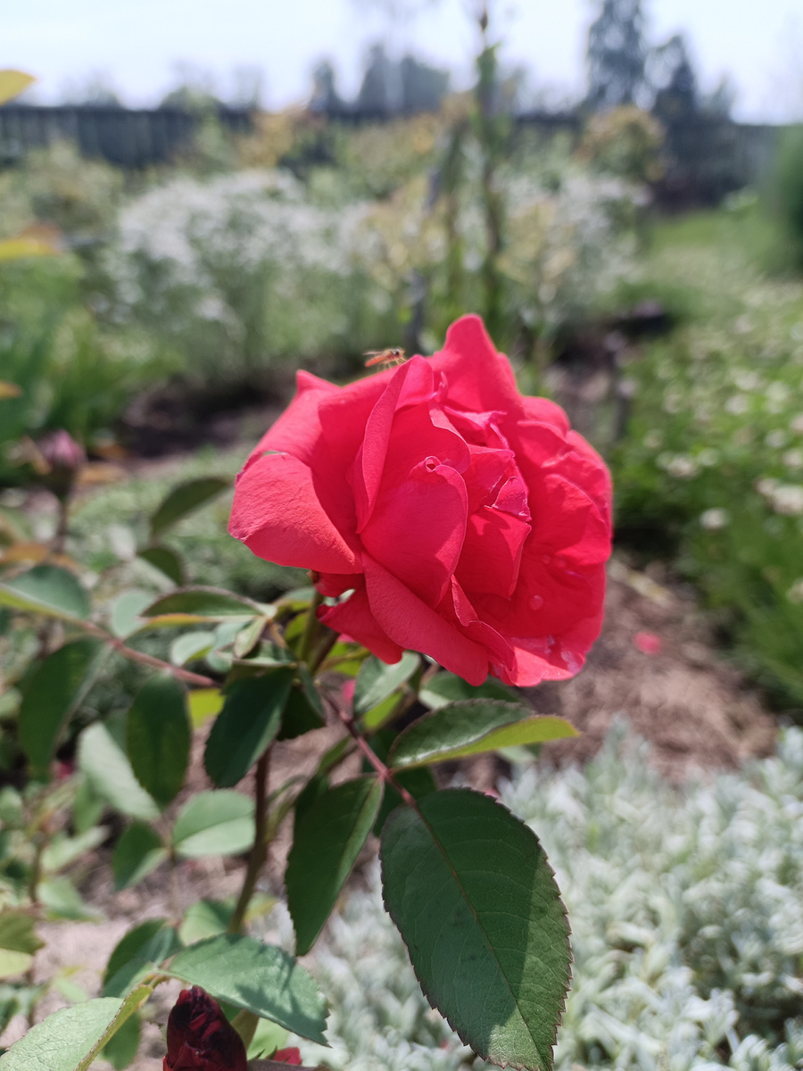 Канадская роза Морден Файерглоу