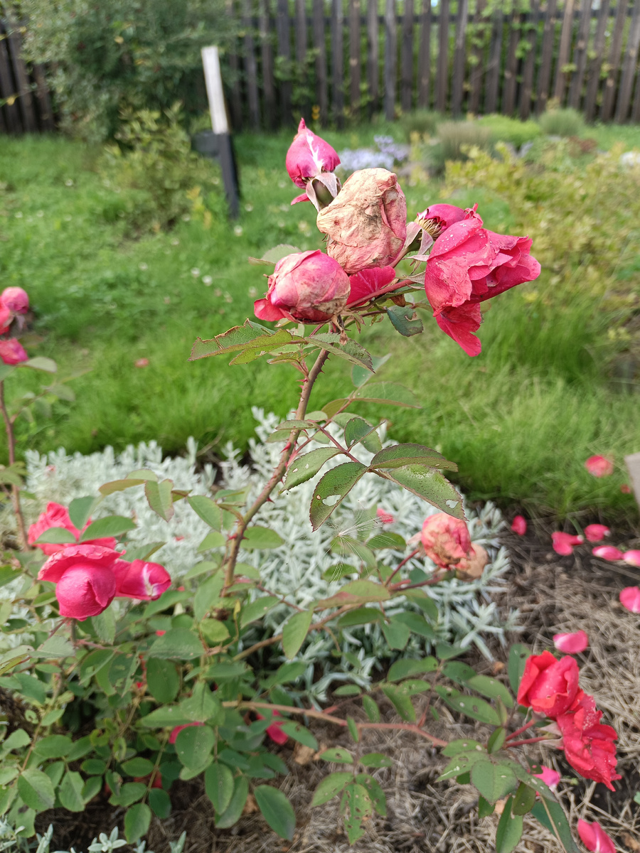 Роза страдает от дождей / –>