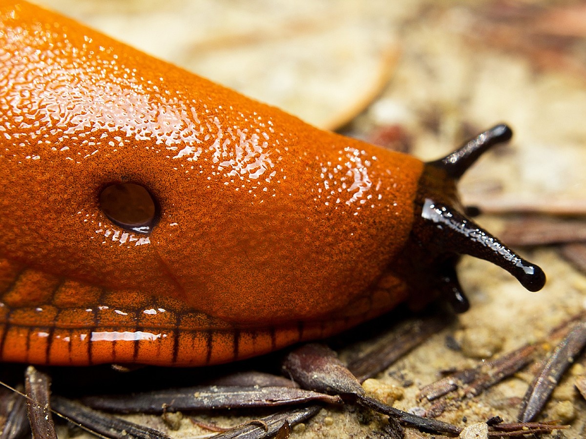 Охраняйте грядки от вредителей