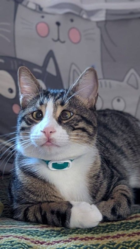 Даже не надо никому говорить, что кот из турции. По лицу видно! Не хватает трбана на голову. Фото из архива автора