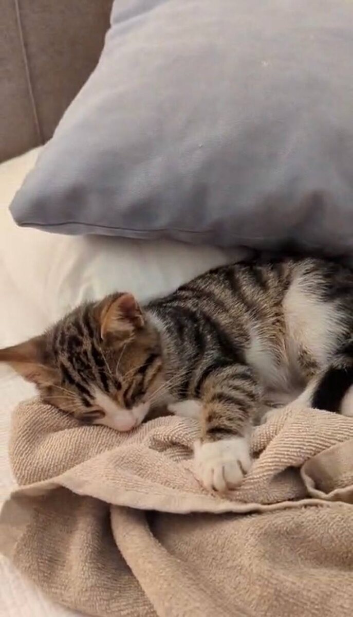 Маленький турчонок. Фото из архива автора