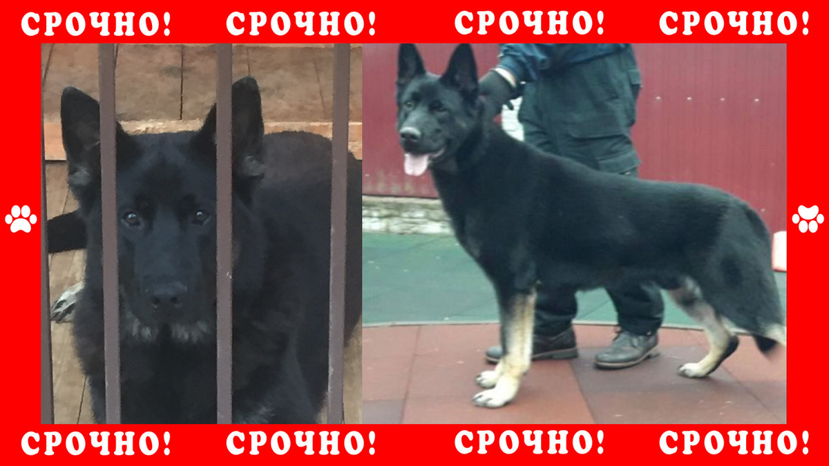 Восточно Европейская Овчарка пропала в районе Санкт-Петербурга