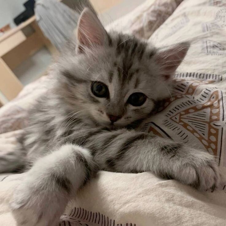 Примерно так он выглядел. Фото из Pinterest https://pin.it/2Z5kBRGtm