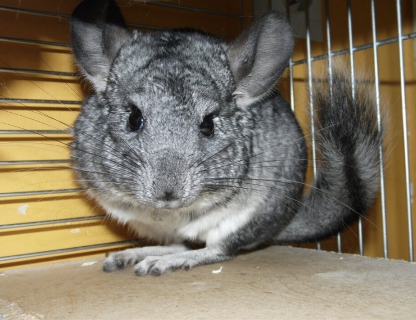 Фото из Яндекса