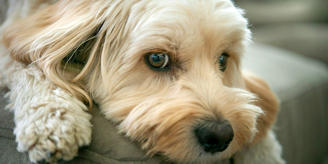 Он больше не вернётся