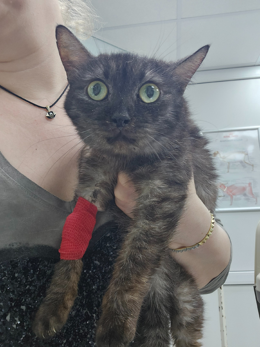 Фото автора. НинО заболела ФИПом.