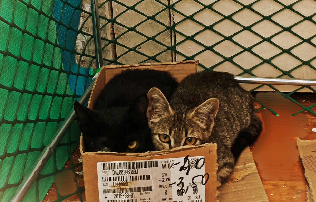 Бездомные котята 