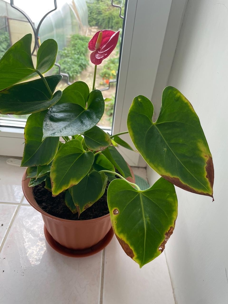 Фото:https://m.vk.com/komnatnye.rasteniyae?z=photo-203705260_457408345%2Falbum-203705260_00&from=groups