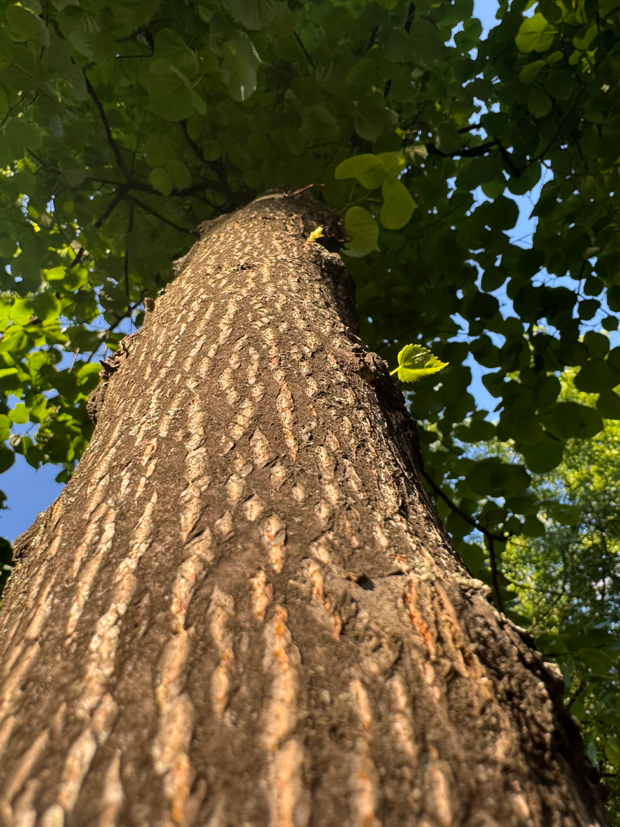 Красота, да и только! Вы же не на беговой дорожке свою нервную систему планировали калечить? Прелесть шагов именно в свежем воздухе, тем, кому можно.