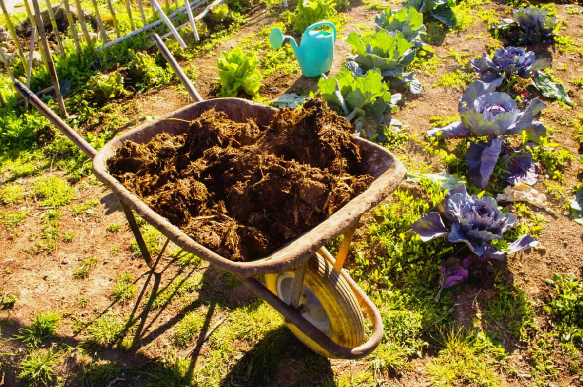 Хорошо удобренная, богатая питательными веществами почва помогает растению быть более сильным и здоровым.